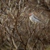 Cecetka belava - Acanthis hornemanni - Arctic Redpoll 2653
